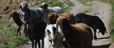 Schaf Schafe Alm Almwirtschaft Landwirtschaft Bergschaf Alpe Viehzucht Kleintiere Alpen
