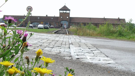 Blumen bei ehemaligem Gleis vor Eingang des KZ Auschwitz - Birkenau
