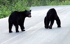 Schwarzbären auf kanadischem Highway
