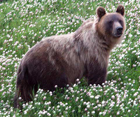 Wilder Braunbär (Grizzly) in Kleefeld