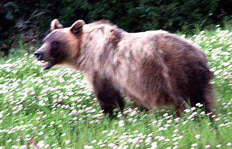 Wilder Braunbär (Grizzly) in Kleefeld