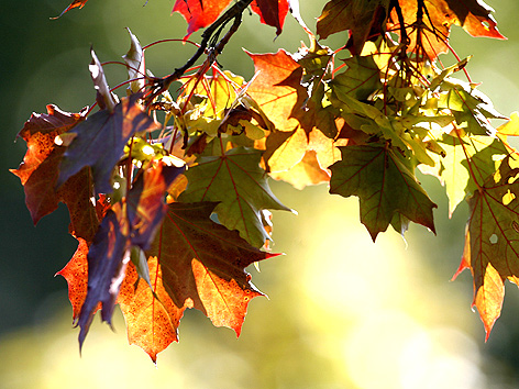 Sujetbild Herbst; bunte Ahornblätter