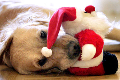 Hund Weihnachten Golden Retriever Christbaum Geschenk Tier