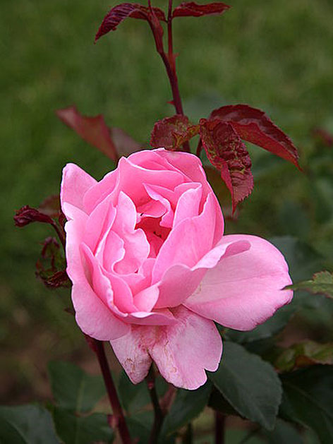 Edelrose Rose Queen Elisabeth