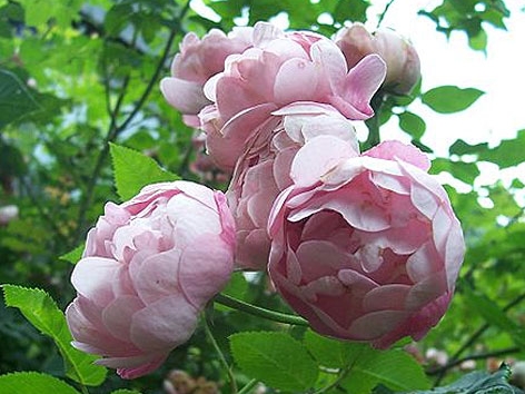 Rose Strauchrose Pflanze Garten