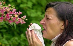 Pollen, Allergie