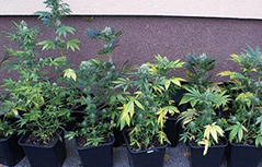Indoor-Cannabisplantagen Bezirk Spittal/Drau