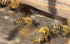 bienen bienenstock honig