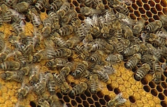 Bienen auf Wabe