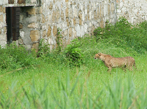 Gepard in Hellbrunn ausgebüchst
