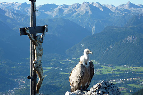 Gänsegeier Gundula auf dem Berchtesgadener Hochthron auf dem Untersberg