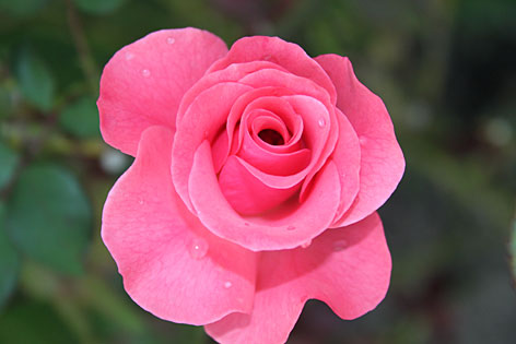 Rose Blüte Blume Garten Sommer Valentinstag Florist