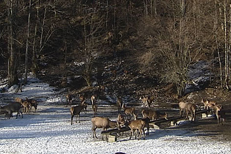 Hirschfütterung im Winter in Hintersee
