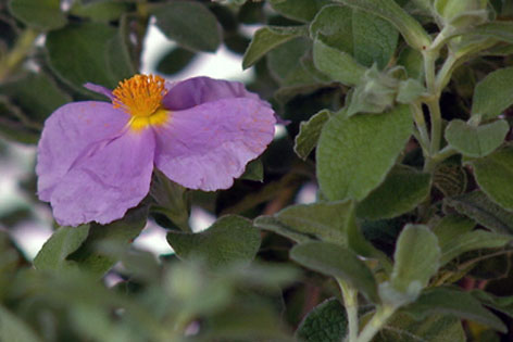 Zistrose mit purpurfarbener Blüte