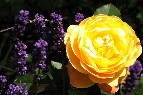 Gelbe Rose und Lavendel