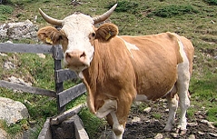 Kuh vor leerem Wassertrog