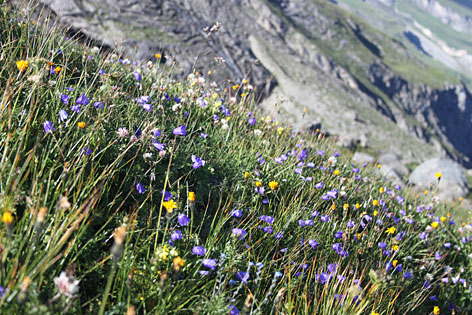 Alpenboden Almwiese Blumen Wiesenblumen Wiese