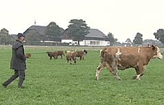 Kuhflüsterer Kühe Weide Kuh Stier