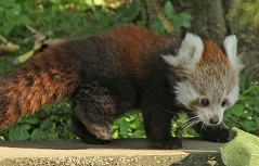 Der Rote Panda im Zoo Salzburg
