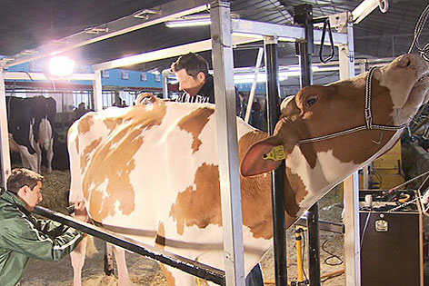 Die Kühe bei der Zuchtmesse in Maishofen werden geschoren
