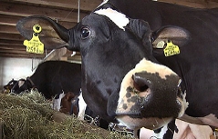 Milchkühe bei der Kuh Zuchtmesse in Maishofen