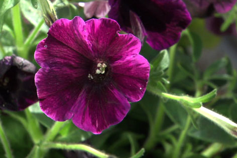 Sweetuniablüte dunkelviolett mit schwarzem Stern
