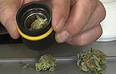 Cannabis Hanf Marihuana THC Haschisch Drogen