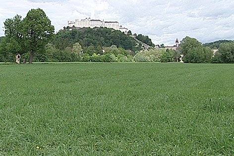 Grünland in Salzburg Freisaal mit Blick auf die Festung