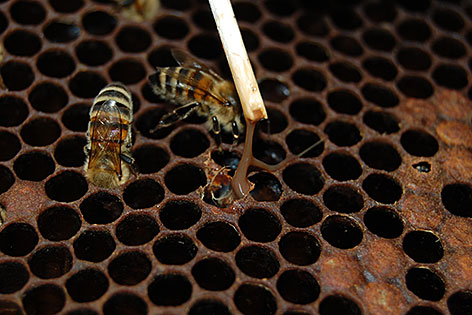 Von bösartiger Faulbrut befallene Waben eines Bienenstocks