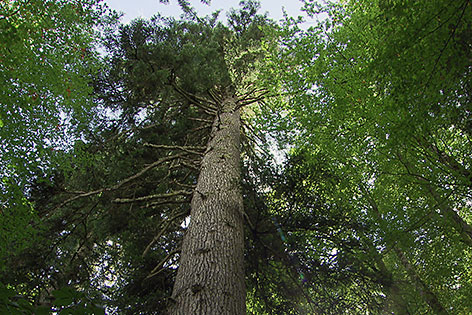 Riesenbäume im "Lammertaler Urwald" in St. Martin am Tennengebirge (Pongau)
