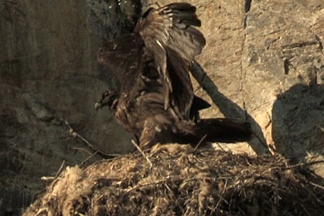 Bartgeier Jungvogel im Nest