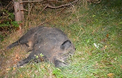 Totes Wildschwein im Straßengraben