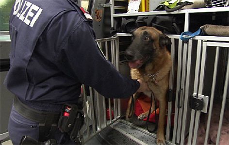 Polizei Diensthund Suchhund Polizeihund Drogenhund Hund