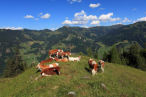 Kühe am Gipfel