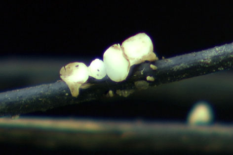 Der Eschenpilz Hymenoscyphus fraxineus - auch "Falsches weißes Stengelbecherchen" genannt