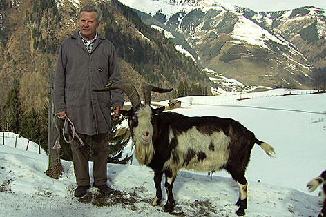 Tauernschecken-Züchter Hans Wallner mit einem Ziegebock