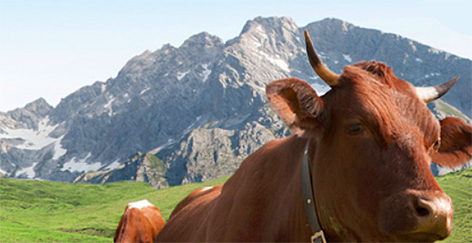Pinzgauer Kuh Kühe Pinzgau Milch Landwirtschaft Berglandwirtschaft Bergbauer Alm