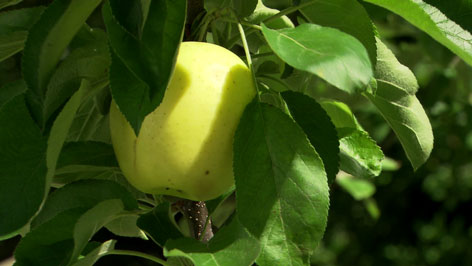 Apfelbaum im Topf