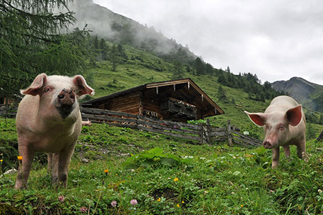 Schweine vor der Schaunbergalm bei Niedernsill