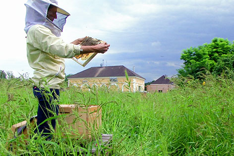 Imkerin auf Feld mit Bienenwabe in der Hand