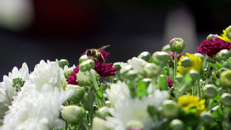 Crysanthemen mit Biene