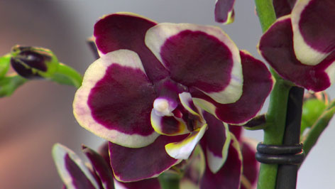 Orchidee zweifärbig