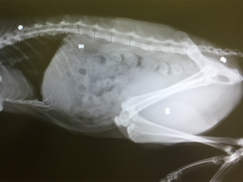 Röntgenbild einer angeschossenen Katze