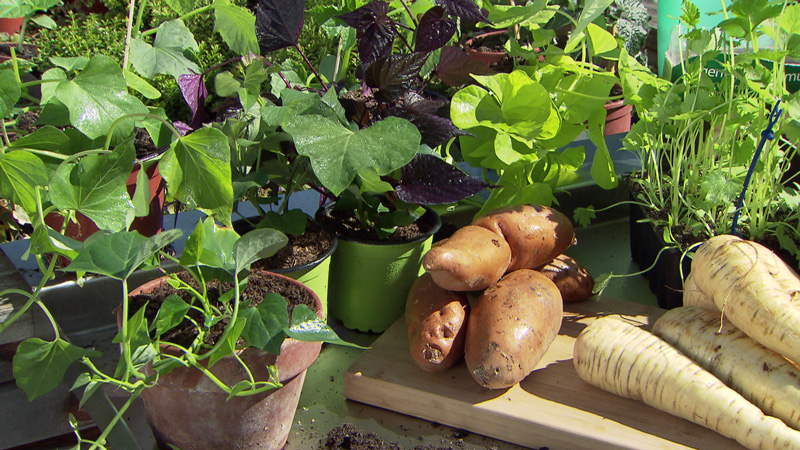 Exotische Gemüsepflanzen wie Pastinaken und Süßkartoffeln