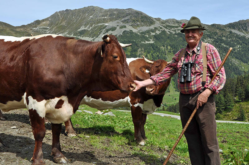 Almbauer Hans Kröll mit seinen Pinzgauer Kühen
