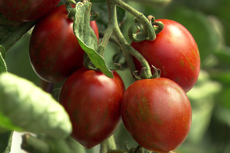 Tomaten (Paradeiser) auf dem Strauch