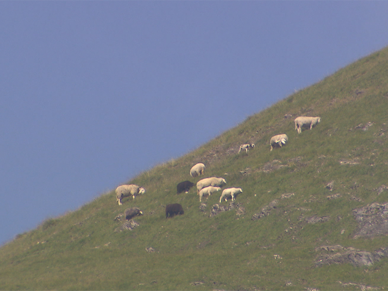 Schafe auf Alm