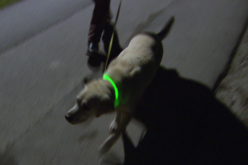 Hund mit Leucht Halsband in der Dunkelheit
