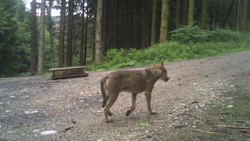Aufnahmen aus der Wildkamera Meyr-Melnhof Wolf