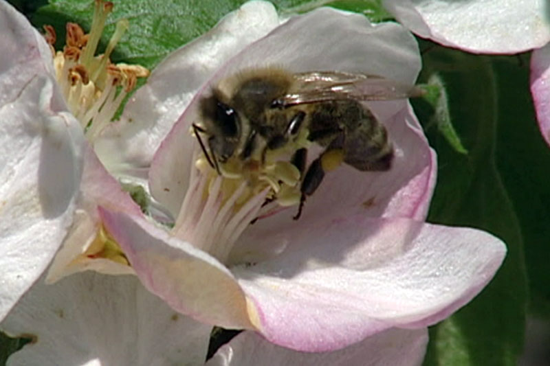 Honigbiene bei Blüte